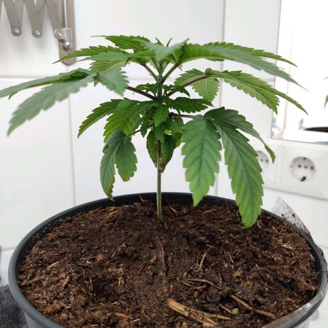 Gentleman skunk growlog timeline photo