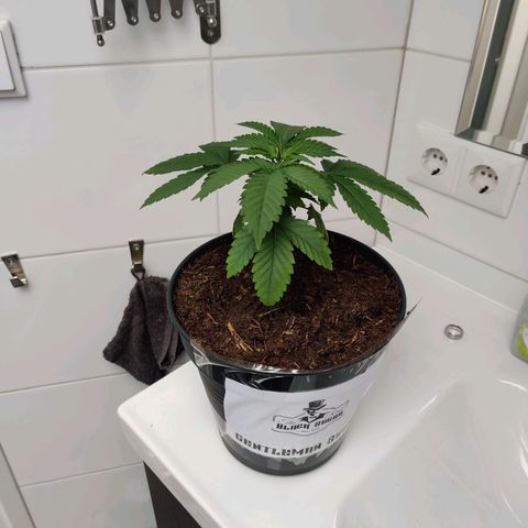 Gentleman skunk growlog timeline photo