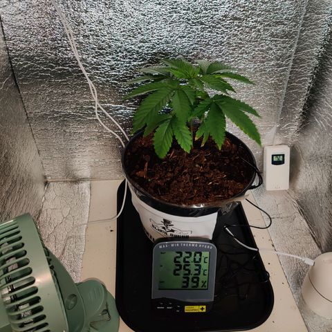 Gentleman skunk growlog timeline photo