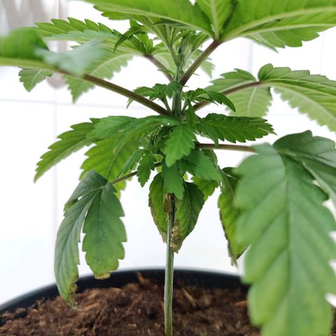 Gentleman skunk growlog timeline photo