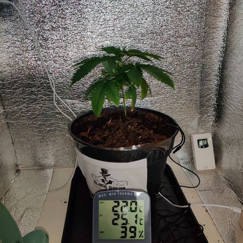 Gentleman skunk growlog timeline photo
