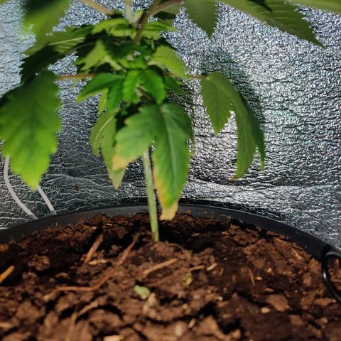 Gentleman skunk growlog timeline photo