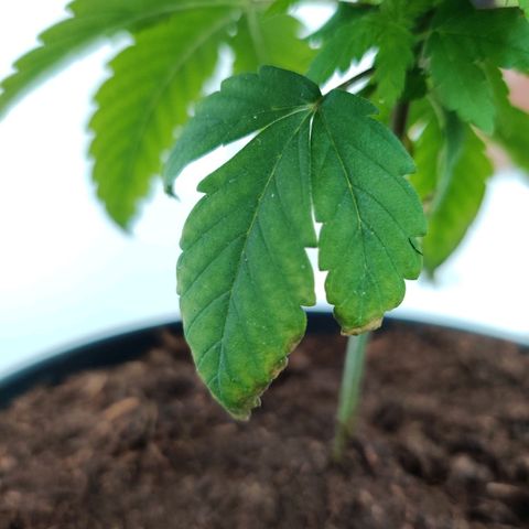 Gentleman skunk growlog timeline photo