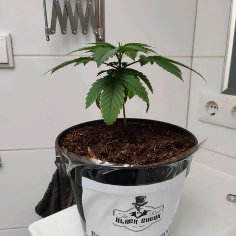 Gentleman skunk growlog timeline photo