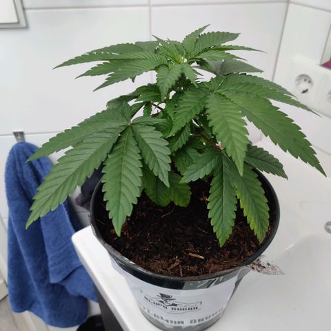 Gentleman skunk growlog timeline photo