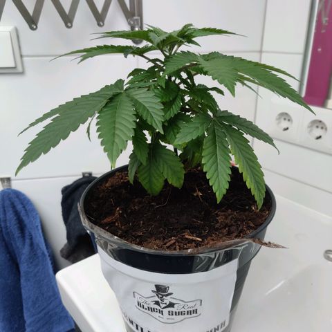 Gentleman skunk growlog timeline photo