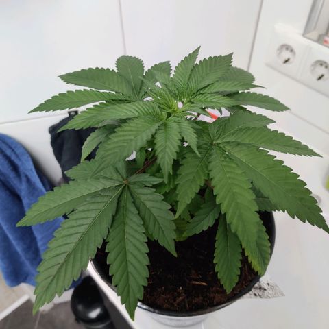 Gentleman skunk growlog timeline photo