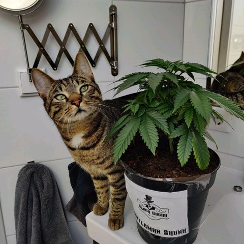 Gentleman skunk growlog timeline photo