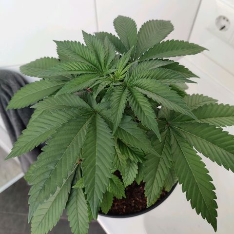 Gentleman skunk growlog timeline photo