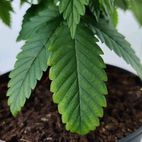 Gentleman skunk growlog timeline photo