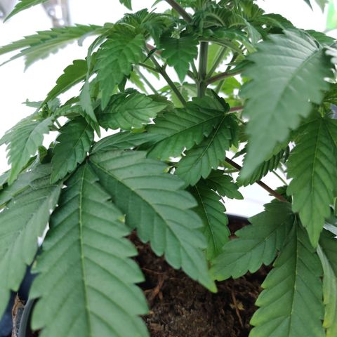 Gentleman skunk growlog timeline photo
