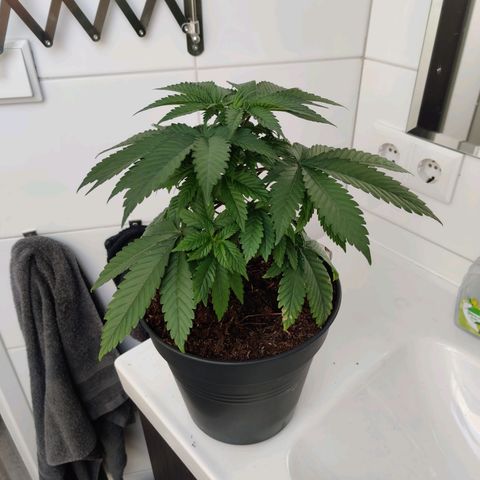 Gentleman skunk growlog timeline photo