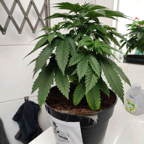 Gentleman skunk growlog timeline photo