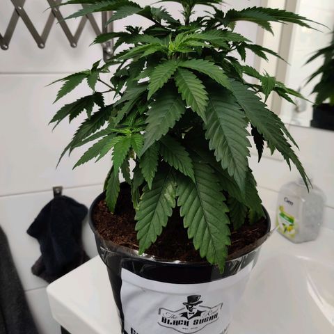 Gentleman skunk growlog timeline photo