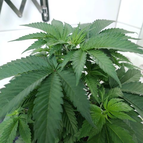 Gentleman skunk growlog timeline photo