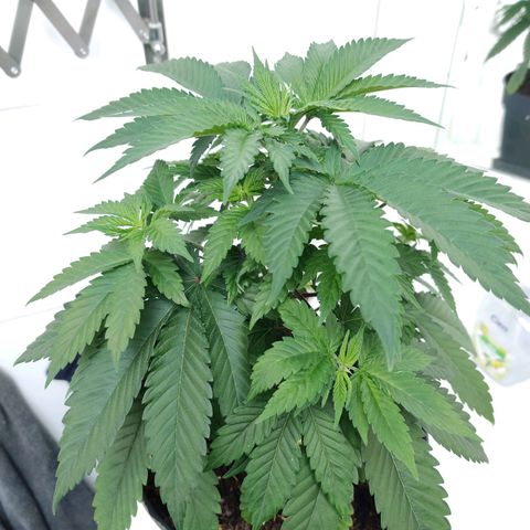 Gentleman skunk growlog timeline photo
