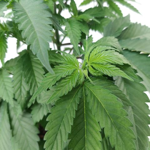Gentleman skunk growlog timeline photo