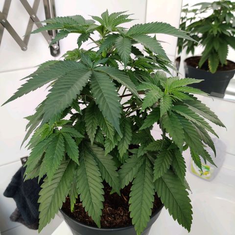 Gentleman skunk growlog photo: Grow beautiful girl grow! 