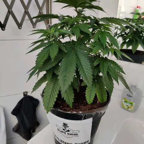 Gentleman skunk growlog photo: Grow beautiful girl grow! 
