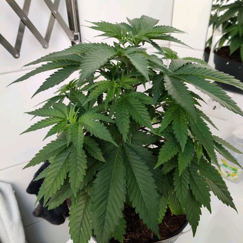 Gentleman skunk growlog photo: Grow beautiful girl grow! 