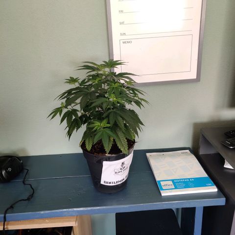 Gentleman skunk growlog timeline photo