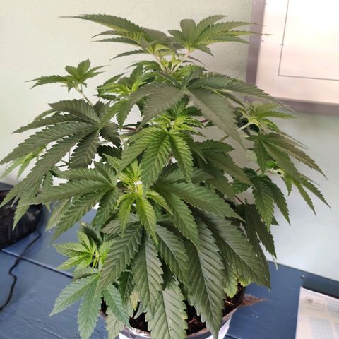 Gentleman skunk growlog timeline photo