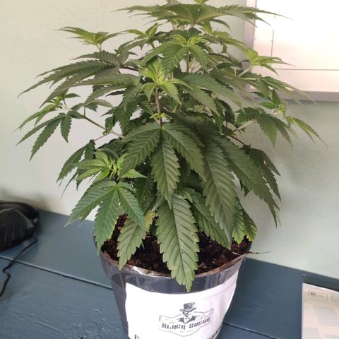 Gentleman skunk growlog timeline photo