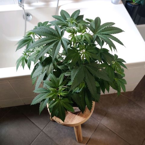 Gentleman skunk growlog timeline photo