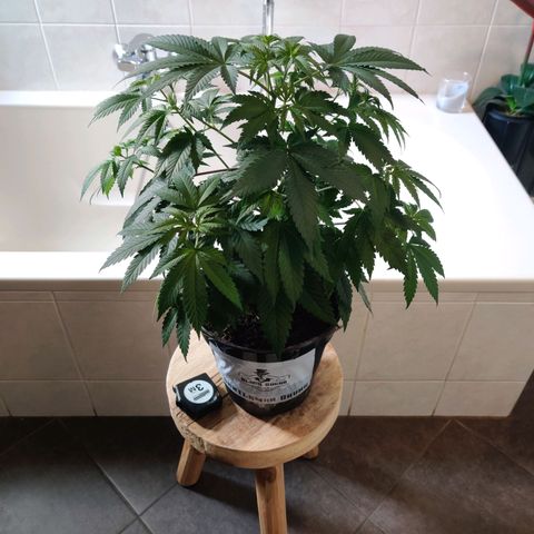 Gentleman skunk growlog timeline photo