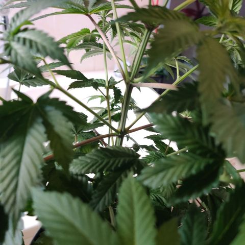 Gentleman skunk growlog timeline photo