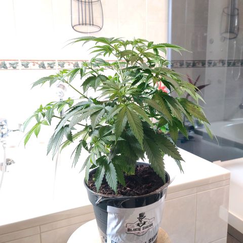 Gentleman skunk growlog timeline photo