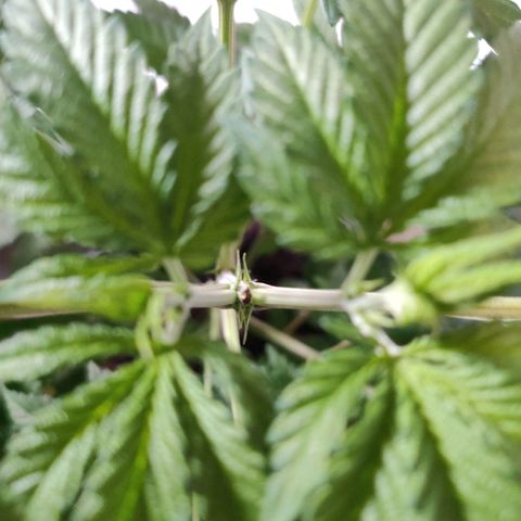 Gentleman skunk growlog timeline photo