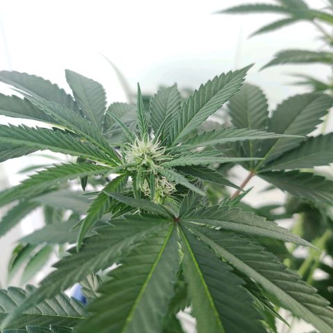 Gentleman skunk growlog timeline photo
