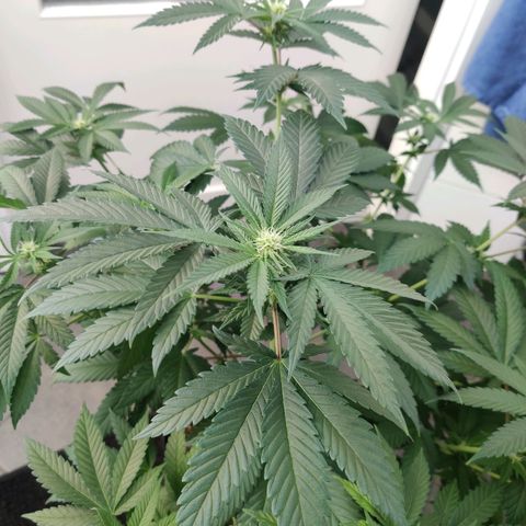 Gentleman skunk growlog timeline photo