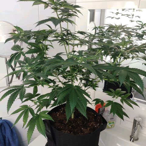 Gentleman skunk growlog timeline photo