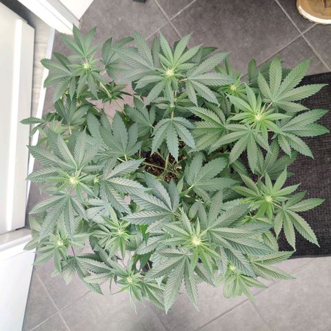 Gentleman skunk growlog timeline photo