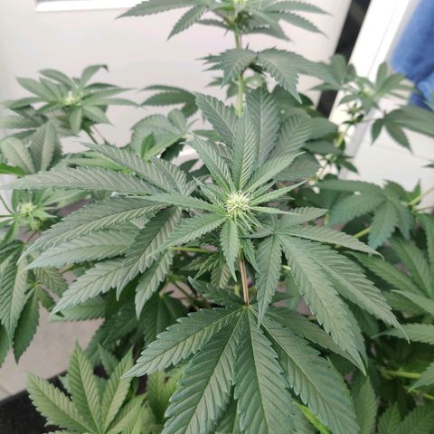 Gentleman skunk growlog timeline photo