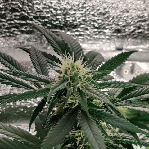Gentleman skunk growlog timeline photo