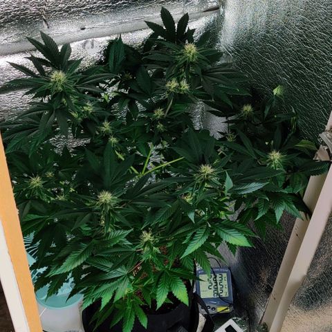 Gentleman skunk growlog timeline photo