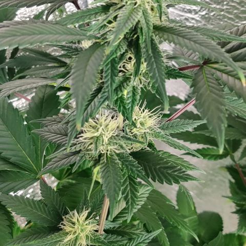 Gentleman skunk growlog timeline photo