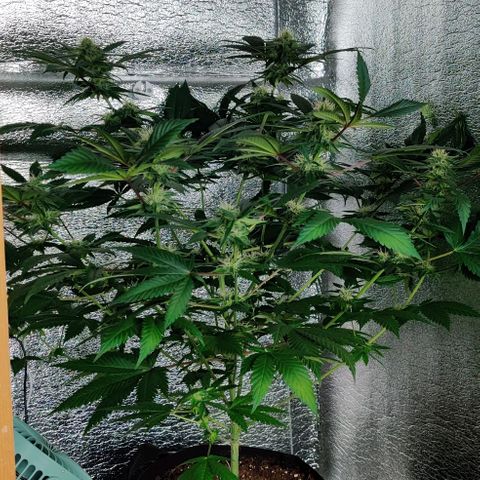 Gentleman skunk growlog timeline photo