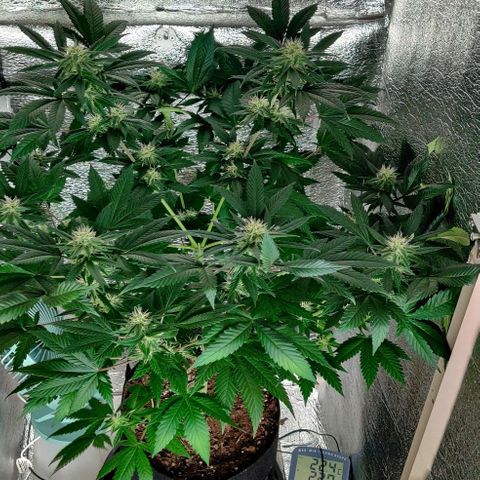 Gentleman skunk growlog timeline photo