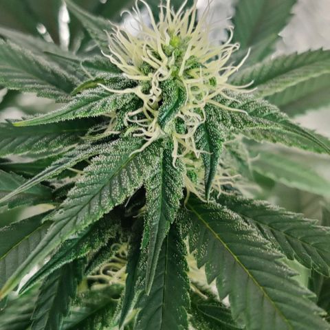 Gentleman skunk growlog timeline photo