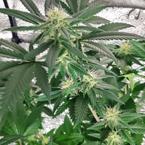 Gentleman skunk growlog timeline photo
