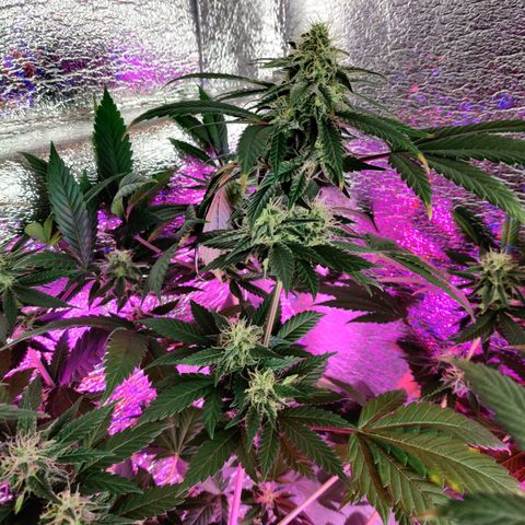 Gentleman skunk growlog timeline photo