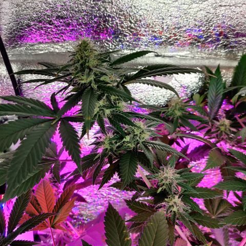 Gentleman skunk growlog timeline photo