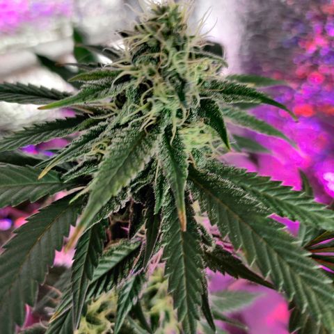 Gentleman skunk growlog timeline photo