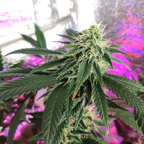 Gentleman skunk growlog timeline photo