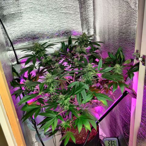 Gentleman skunk growlog timeline photo