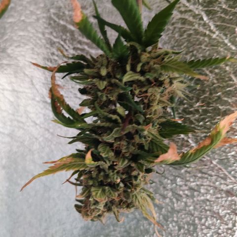 Gentleman skunk growlog timeline photo